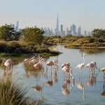 Flamingo lake 1